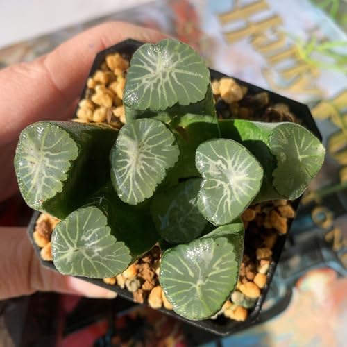 Haworthia Maughanii-Sacred Spring Rare Live Succulent Plants, 2.5" Bare Root Without Pot & Soil, Garden Indoor Office Desk Baby Shower Decoration, Friend Plant Lovers Gifts - Image 6