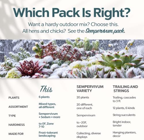 Mountain Crest Gardens Hardy Succulents Plants Live | 6-Pack Frost-Tolerant Succulent Plants Variety Pack | Live Succulents Plants in 2 Inch Pots | Plants Live for Rock Garden, Landscaping & DIY - Image 6