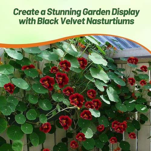 Outsidepride Tom Thumb Black Velvet Nasturtium Seeds - 400 Pcs Annual, Easy to Grow & Versatile, Flower Seeds for Planting Vibrant Blooms, Ideal for Gardens, Borders, and Pollinator Gardens - Image 6
