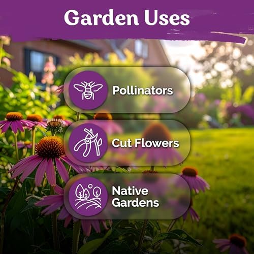 550 Purple Coneflower Heirloom Flower Seeds, Echinacea Purpurea - Image 6