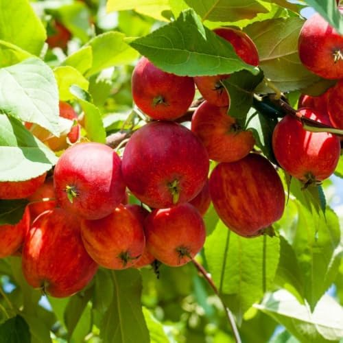 Crabapple Tree Live Plant, 5-8 Inch Tall Crabapple Fruit Seedling - Image 3