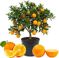 Navel Orange Tree Plant Live, Hardy Garden Plant, 1-2 Ft Tall, 1 Gallon Pot by Unknown