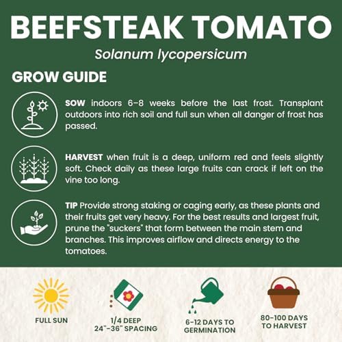 Beefsteak Tomato Seeds – Over 400 Premium Heirloom Seeds for Planting for the 2026 Season – Juicy, Flavor-Rich Garden Favorite – 1 Gram Pouch - Image 4