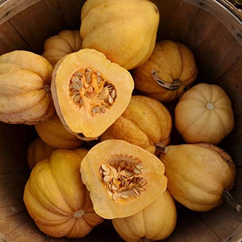 Thelma Sanders Squash - 25 Heirloom Acorn Squash Seeds, Thresh Seed Co. - Image 2
