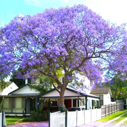 Purple Blue Jacaranda Tree Plant Live, 4-7 Inch Tall, 4 Inch Pot - Image 5