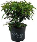 Garden Debut Moonlit Lace Viburnum, Live Flowering Shrub, 3 Gallon by BloomingBeautiful
