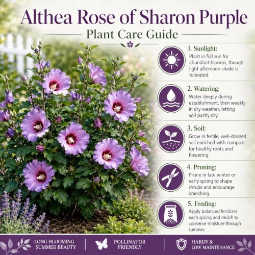 Purple Althea Live Plants - Rose of Sharon, 8-12" Tall Quart Pot Flowering Trees, Hibiscus Shrubs for Outdoor Planting, Landscaping & Garden Bed - Image 6