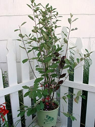 Aronia arb. 'Brilliantissima' (Red Chokeberry) Shrub, White Flowers, #3 - Size Container by Unknown