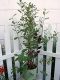 Aronia arb. 'Brilliantissima' (Red Chokeberry) Shrub, White Flowers, #3 - Size Container by Unknown