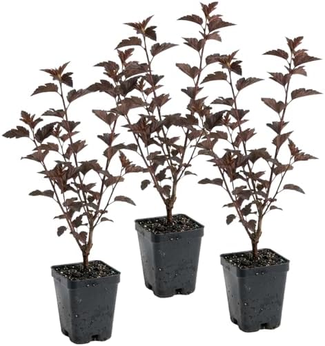 3 Ninebark Shrub Live Plant, 12-18 Inch Tall, Well-Rooted Starter 2.5 Inch Pot, Hardy Flowering Deciduous Plant for Backyard and Garden by GINGERGLOW