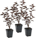 3 Ninebark Shrub Live Plant, 12-18 Inch Tall, Well-Rooted Starter 2.5 Inch Pot, Hardy Flowering Deciduous Plant for Backyard and Garden by GINGERGLOW