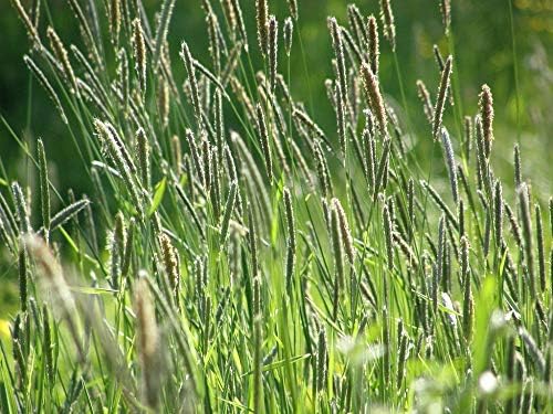 Climax Timothy Grass Seeds, 5 Pounds Non-GMO Pure Seeds by Seeds2Go - Image 2