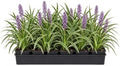 20 Variegated Liriope Live Plants Monkey Grass Liriope (20 Pack) by Unknown