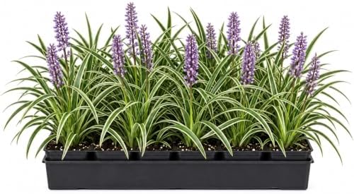 20 Variegated Liriope Live Plants Monkey Grass Liriope (20 Pack) by Unknown