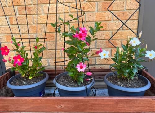 Set 4 Mixed Mandevilla Live Plant Dipladenia Mandevilla Vine Climbing Jasmine Bushes, Tropical Vines for Trellises, 4-6 Inch Tall - Image 2