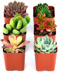 Shop Succulents Colorful Succulent Plant Pack 2" Grow Pot Pack of 6 by ShopSucculents