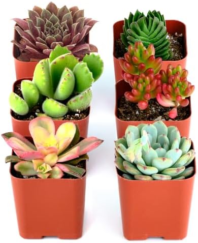 Shop Succulents Colorful Succulent Plant Pack 2" Grow Pot Pack of 6 by ShopSucculents