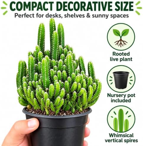 Fairy Castle Cactus Live Plant - Indoor Decorative Succulents - Image 3