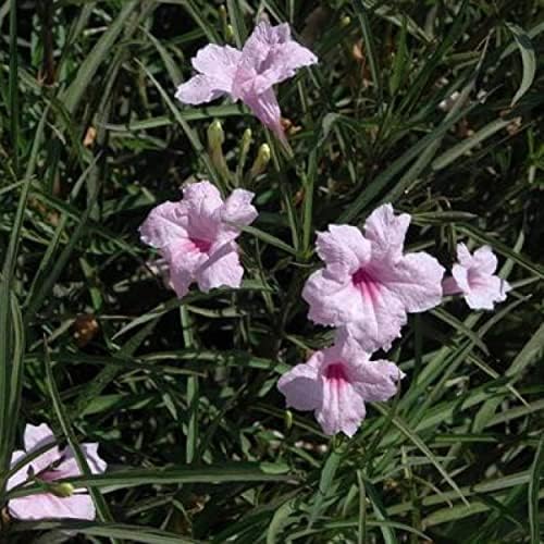 Pink Blue Bells, a Great Live Pond Plant for Your Water Garden. Filters koi and Goldfish Ponds. Good for Bogs, Plant Shelf or Shallow Water This marginal Aquatic is a Real Beauty - Image 2