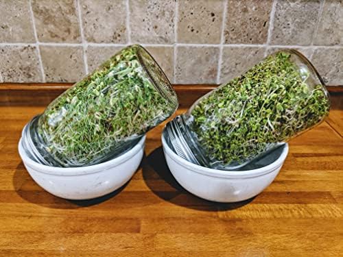 Variety Pack Sprouting Seeds. One Pound. Includes one Pack of Broccoli, Alfalfa, Radish & Mung Beans. for Sprouts and Microgreens. Non-GMO. Seeds for Jar or Trays. Each Pack is a Quarter Pound - Image 4