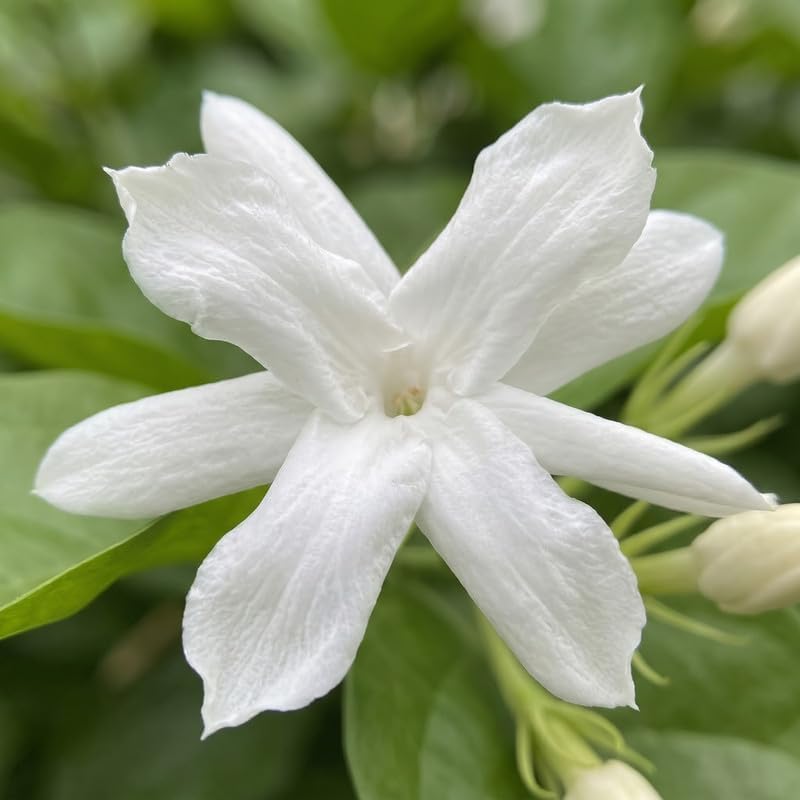Belle of India Jasmine Vine Live Plant, Patio Container Flower, 4-7 Inches - Image 3