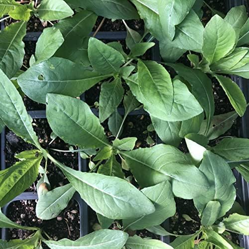 Evening Primrose Plant (Oenothera biennis) in 2.5-inch Pot - Sun Cups Sun Drops - Herb Plant - Native - Pollinator Plant - Image 5