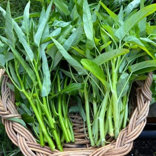 500+ Kong Xin CAI Vegetable Seeds Water Spinach Kangkong Delicious Vegetable Seeds for Green Leaf Planting Garden Non-GMO Choy Ong Seed - Image 5