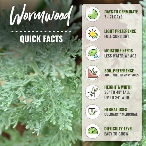 Seed Needs Wormwood Seeds to Plant an Herb Garden - 5 Packs - Image 4