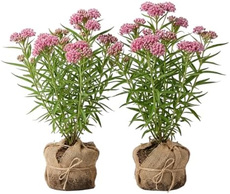 Set 2 Pink Swamp Milkweed Plants Live Rose Asclepias Flower Plants Perennial Milkweed Flowers Bushes 4-6 Inch Tall by MocNursery