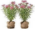 Set 2 Pink Swamp Milkweed Plants Live Rose Asclepias Flower Plants Perennial Milkweed Flowers Bushes 4-6 Inch Tall by MocNursery