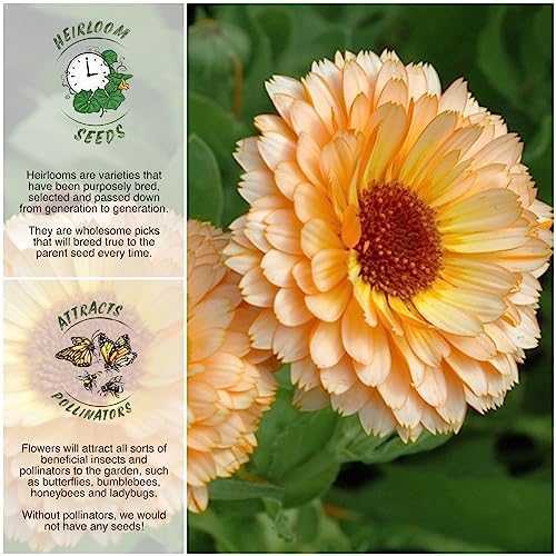 Seed Needs Flower Seeds to Plant Pink Surprise Calendula - Bulk Pack - Image 2