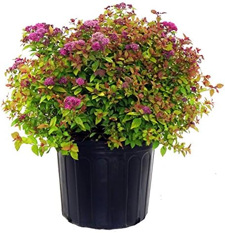 Spiraea jap. 'Magic Carpet' (Spirea) Shrub, #3 - Size Container by GreenPromiseFarms