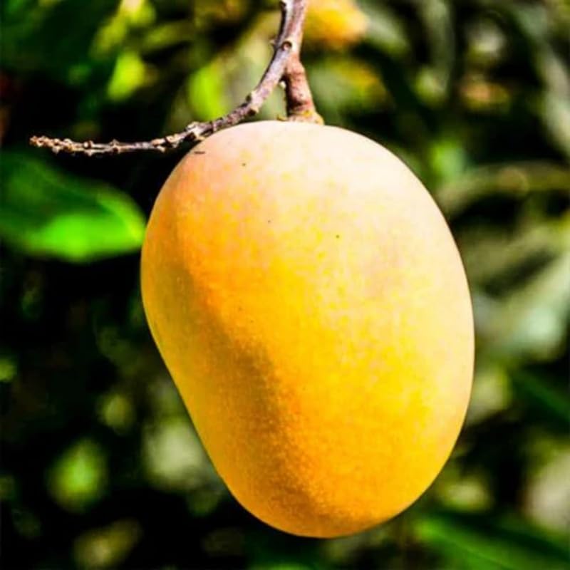 Yellow Mango Tree Live Plant, Tropical Fruit, 3 Gallon Pot - Image 5