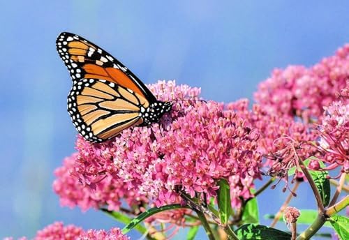 Swamp Milkweed Plug – Asclepias incarnata – Live Native Perennial – Monarch Host Plant – Pollinator Garden Starter Plant (3) - Image 2
