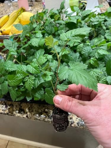 Ponca BlackBerry Plants Pack of 2 - (5-9" Tall) – Sweetest Thornless Live Berry Bushes – Cold Hardy Zones 5-9 – Self-Supporting Rubus Starter for Patio Containers or Outdoor Gardens – High Yield - Image 6