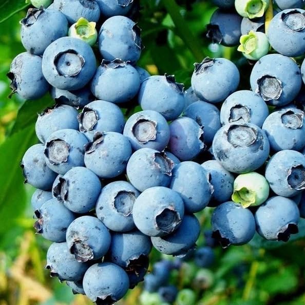 Legacy Blueberry Bush Live Plant Vibrant Blue Berries Blueberry Plant Live for Planting, 5-10 Inc Tall 4 Inc Pot - Image 7