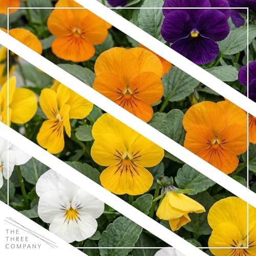 Pansy - Grower's Choice Assorted Colors (4 Pack), Live Winter Flowering Annual, Beautiful Winter Color, 6" Tall by 4" Wide in 1 Pt Pot - Image 2