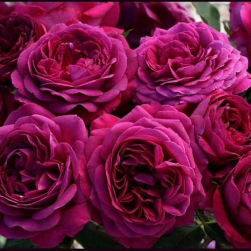 Climbing Rose Live Plant, Fragrant Reblooming Flower Bush, 5-7 Inch Tall - Image 2