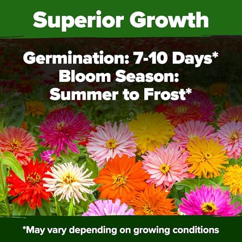 HOME GROWN Zinnia Cactus Mix 5550 Flower Seeds Zinnia elegans - Image 3