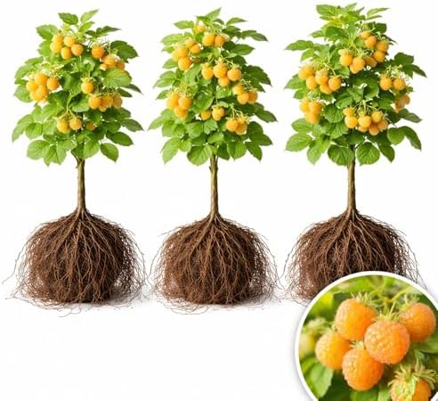 3 Gold Raspberry Plants – Live Fruit Bush (Rubus idaeus) – Sweet Yellow Heirloom Raspberries – High Yield Berry Plant for Outdoor Gardens - Easy to Grow Delicious Fruit (3 Rooted Plants) by CZGrain