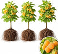 3 Gold Raspberry Plants – Live Fruit Bush (Rubus idaeus) – Sweet Yellow Heirloom Raspberries – High Yield Berry Plant for Outdoor Gardens - Easy to Grow Delicious Fruit (3 Rooted Plants) by CZGrain
