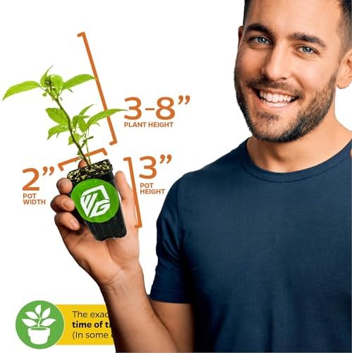 Issai Kiwi Berry Vine (1-Pack) Live Plant by Wellspring Gardens - Image 3