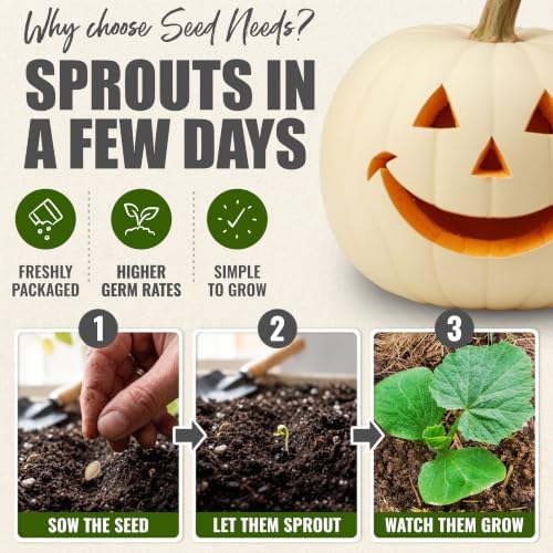 Seed Needs Lumina White Pumpkin Seeds to Plant Vegetables - 2 Packs - Image 5