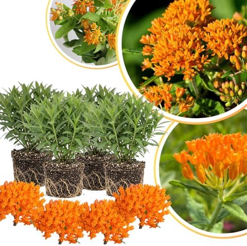 4 Orange Milkweed Live Plants, Flower Plant, 1-3 Inch Tall by GardenNurserySince1996