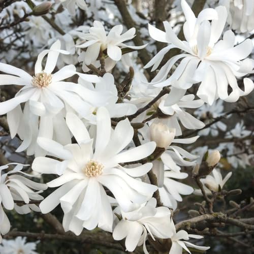 Star Magnolia Tree Plant Live, Ornamental Tree, 6-12 Inch Tall, 4 Inch Pot - Image 2