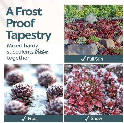 Mountain Crest Gardens Hardy Succulents Plants Live | 6-Pack Frost-Tolerant Succulent Plants Variety Pack | Live Succulents Plants in 2 Inch Pots | Plants Live for Rock Garden, Landscaping & DIY - Image 4