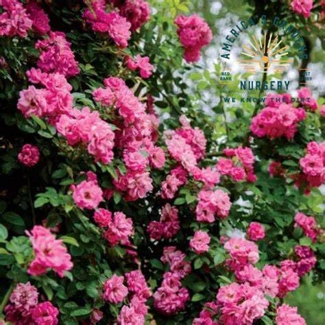 Peggy Martin Rose Shrub – Thornless Climbing Rose, Fragrant Pink Blooms, Vigorous & Cold Hardy – Live Plant (3 Gallon Plant) - Image 2