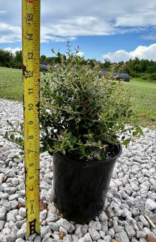 Dwarf Yaupon Holly Shrub, Live Plant, 1 Gallon Container Size, Evergreen Ornamental Bush - Image 3