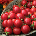 Park Seed Cherry Tomato Seeds, Planting Vegetables, Easy to Grow, Non-GMO, Variety of Colors and Sizes, Spring Garden, Organic Sakura Red, Pack of 10 by ParkSeed