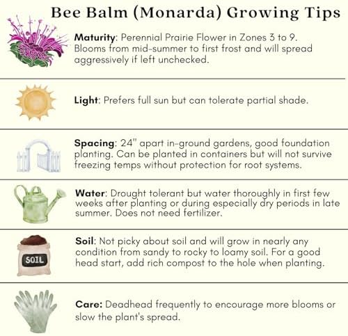 Clovers Garden Bee Balm Balmy Rose (Monarda) Plants – Two (2) Live Plants – Non-GMO - Not Seeds - Each 4" to 8" Tall – in 4" Inch Pots – Hardy Flowering Perennial, Pollinator Favorite - Image 7